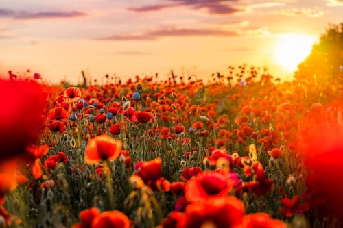 Join us for Remembrance Sunday
